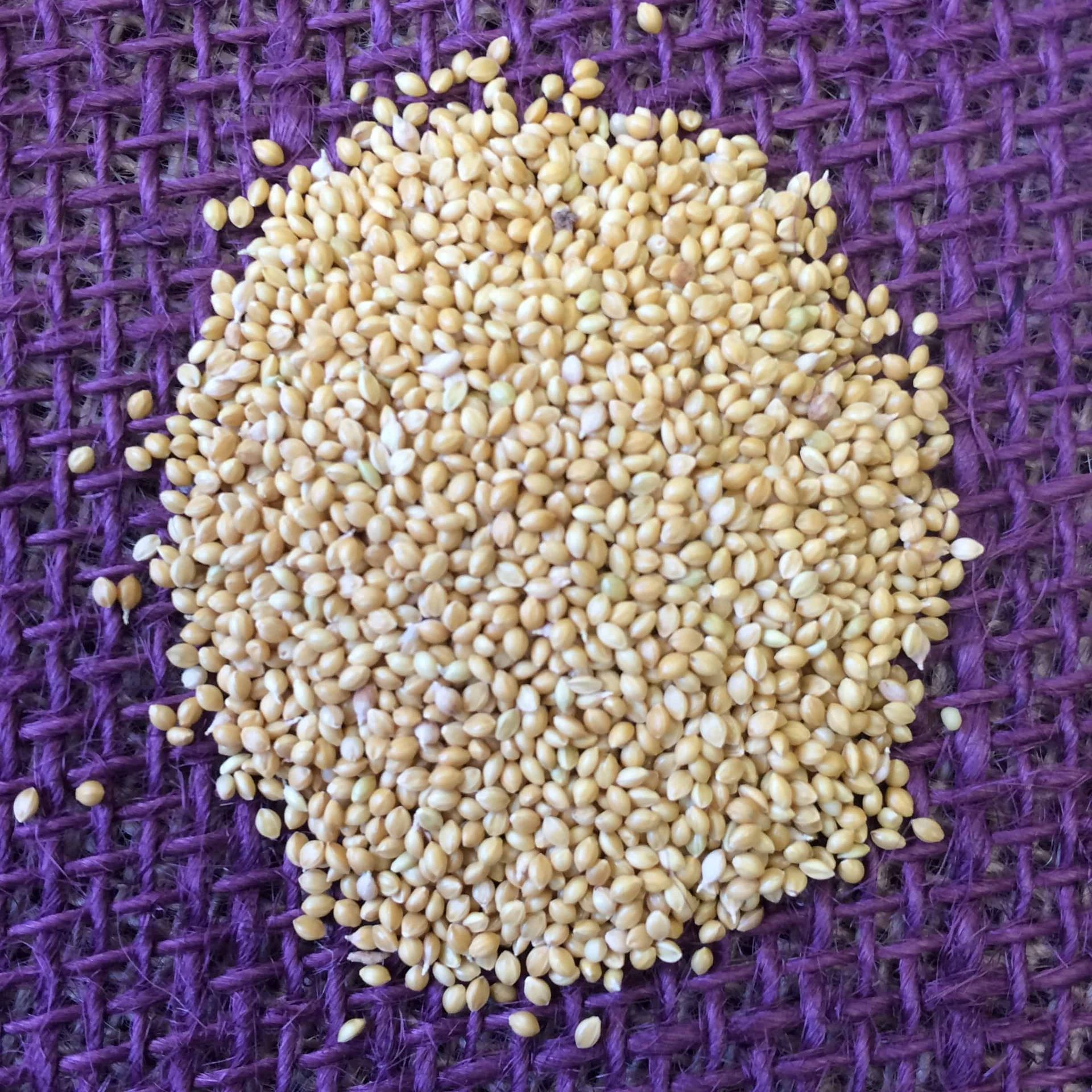 Wildlife Food Plots Douglass King Seeds